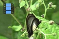 Scene 011_Large black Ithmiidae on flower